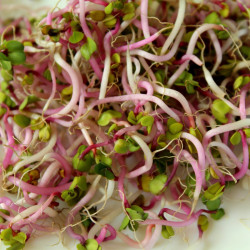 SF50 Radise spirefrø (øko)