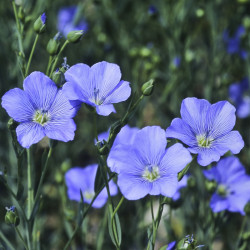 BL160 Hør. Pynte Blå (øko)