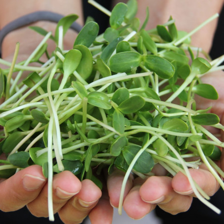 SF60 Solsikke spirefrø (øko)