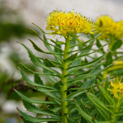 460 Rosenrod. (øko)