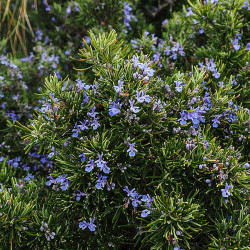 470 Rosmarin. (øko)