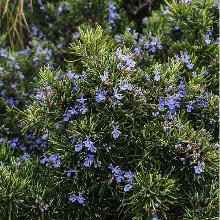 470 Rosmarin. (øko)