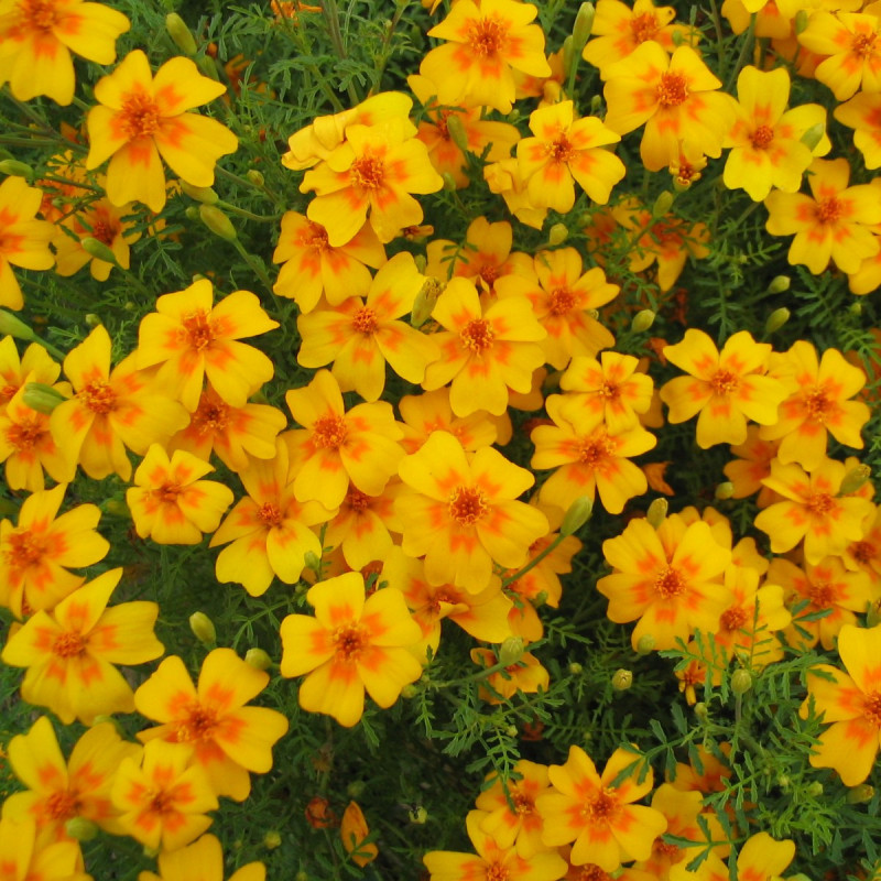 600 Tagetes Appelsin. (øko)