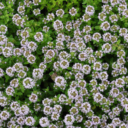 Timian. Appelsin. Planter (øko)