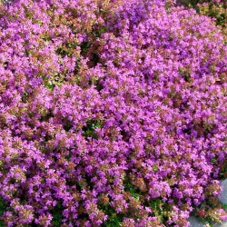 Timian. Citron. (øko)