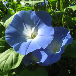 BL200 Ipomoea (øko)