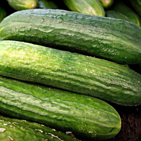 PAG15 Drivagurk. Væksthus. (øko)