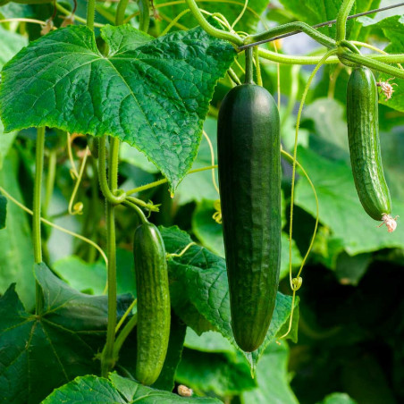 PAG15 Drivagurk. Væksthus. (øko)