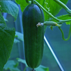 PAG20 Drivagurk. Mini. Væksthus. (øko)